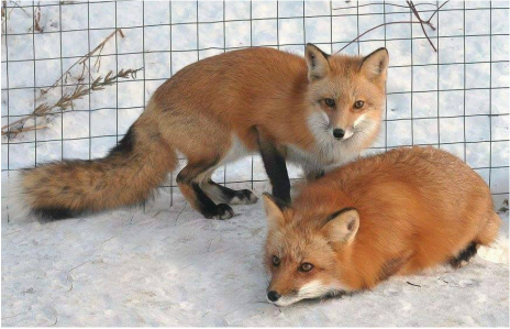fox fur patterns