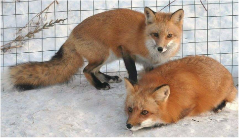 Red Fox Coat Colour